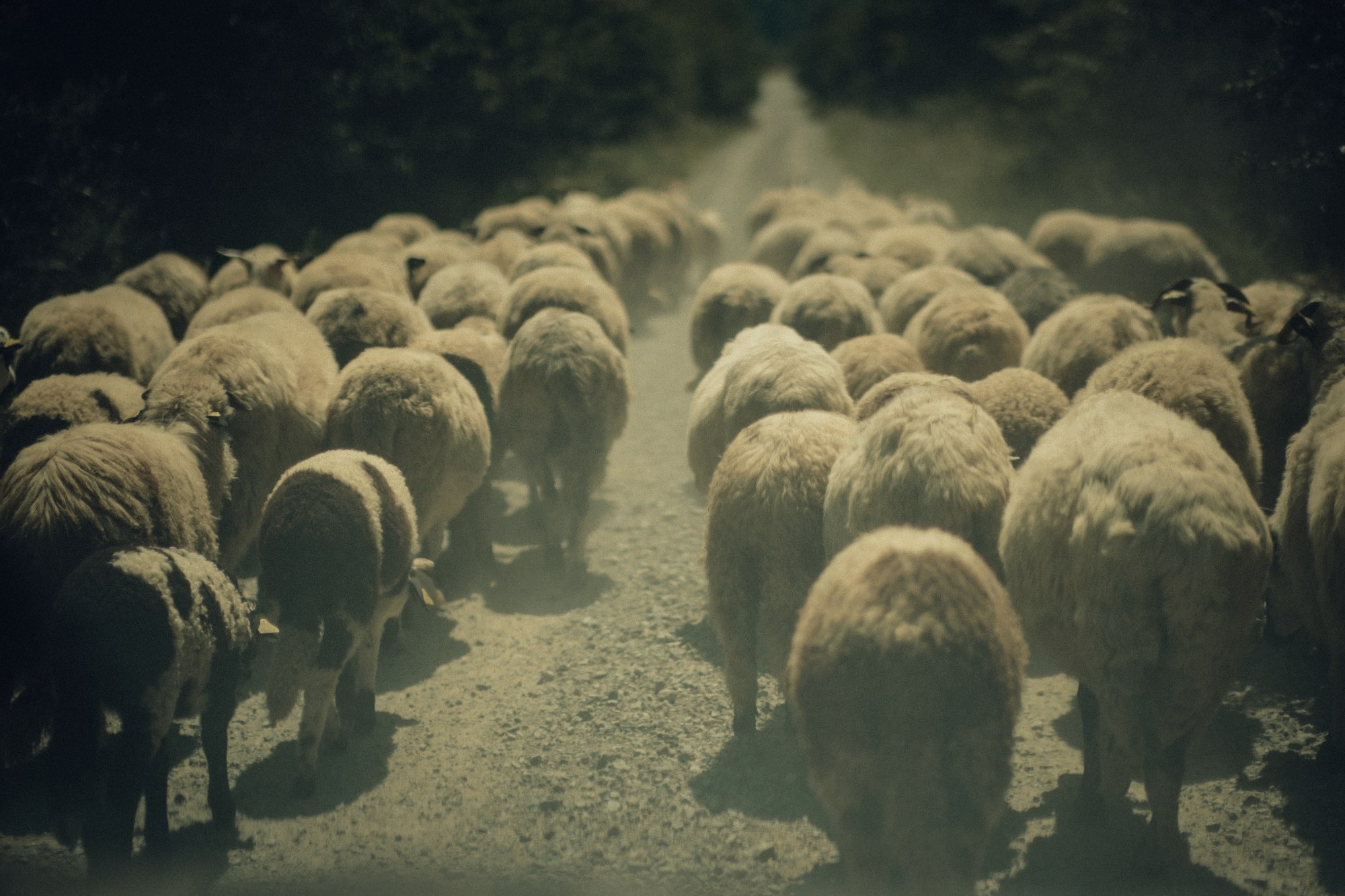 A flock of sheep moving along a rural road in Romania